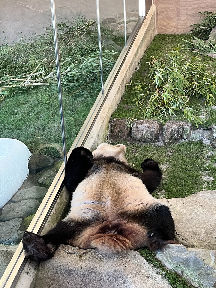 いろぱんだ (@iropanda612) / Posts / X