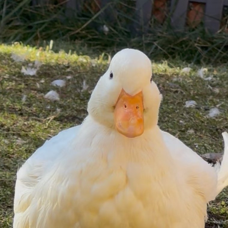 quackchannie's tweet image. ball. Round. Similar to that of the sun