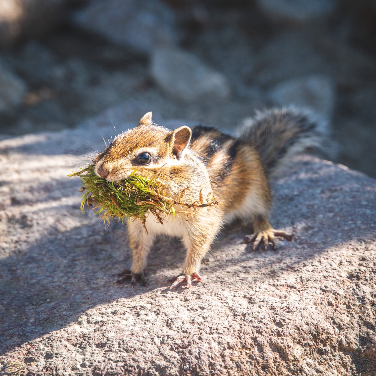 たくさんげっと✨
