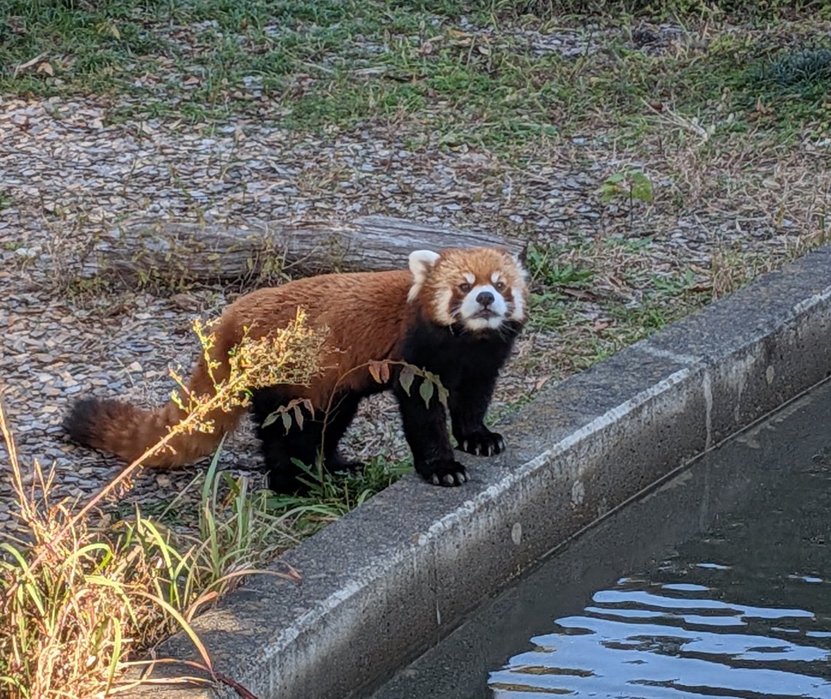 パンツ redpanda Post by た〜か46🎌【公式】 on X: パンダ🐼
