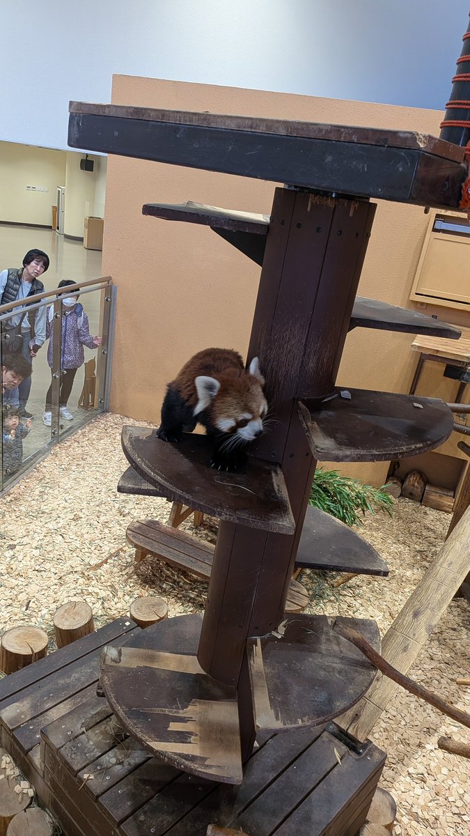 パンツ redpanda 11月12日 #浜松市動物園 #浜ズー #ランマル