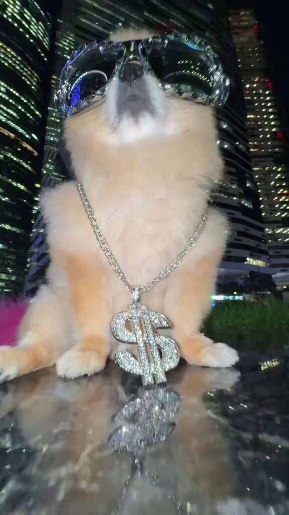 Nofelines tweet media