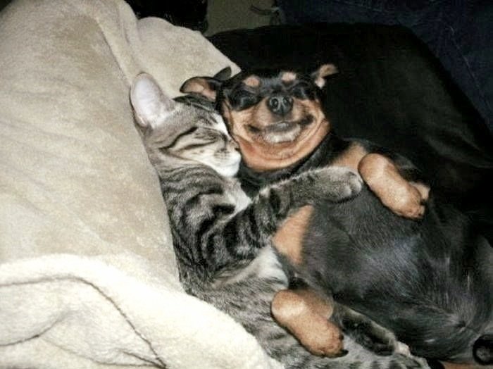 lynda3035's tweet photo. @Malcolm_theCat Sorry you have to share your favorite spot BabyDog, but maybe hug it out 🤗🐈🐈🐕 #BedGate is so exciting!! 🛋☺️ https://t.co/7BvXM7H2L0