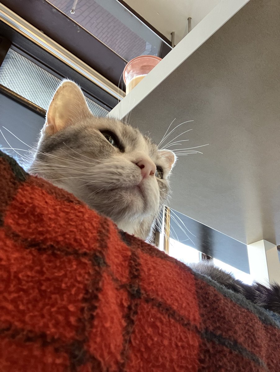 ねこおじ(2号)のカメラロールには虹の橋支店へ異動したミーシスさんのねこスタッフさんの写真がたーくさんあります。
マッチョひなてぃん、かわいいね……食いしん坊なニコちゃんには「ワシのおやつはどこかのう……？」と、アフレコさせてもらってたくさん笑顔をもらいました☺️