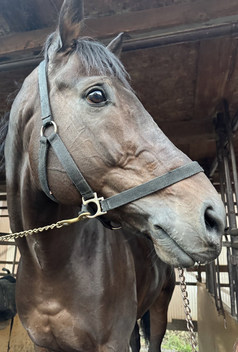 メイショウイチズが、午後5時くらいをお知らせします。