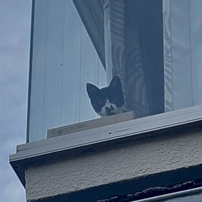 まだ涙は止まりませんが、つぶちゃん、たねさん(リリー)、すっかりでっかくなったまめ(りく)、我が家イチの陽キャで末っ子長男のググ(パピ)に支えてもらって、やっとポストが出来ました。

みんな大好き、みんな一番好きだよ