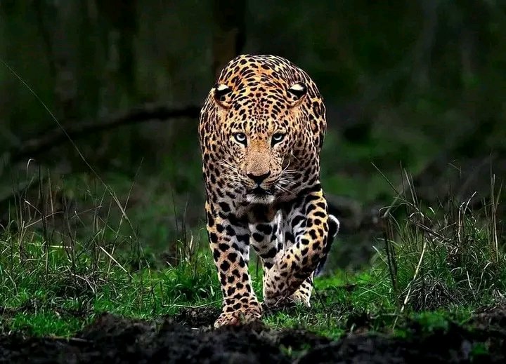 KAKESE Pascal tweet media