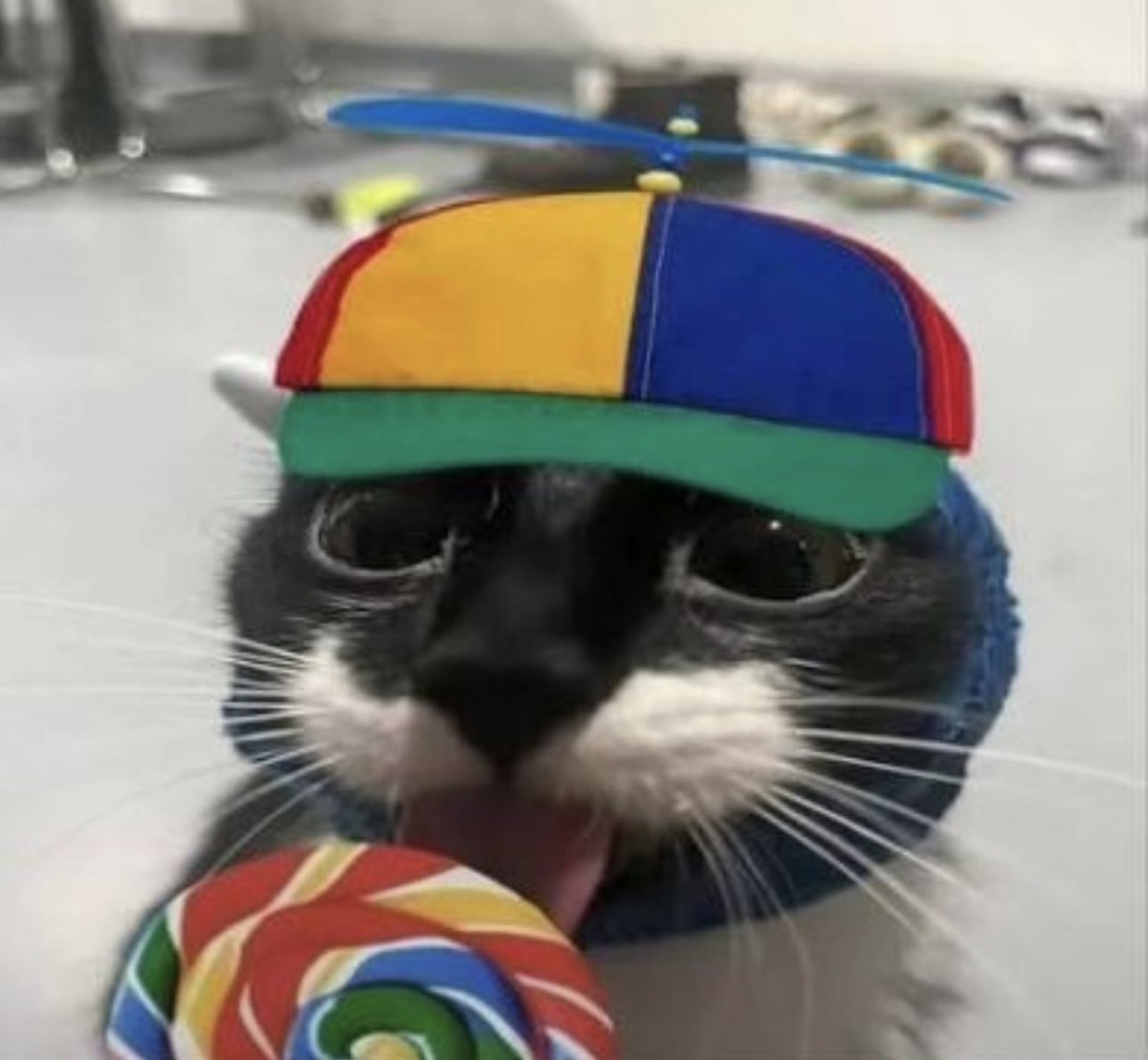 K0K0 🐹🍫 tweet media