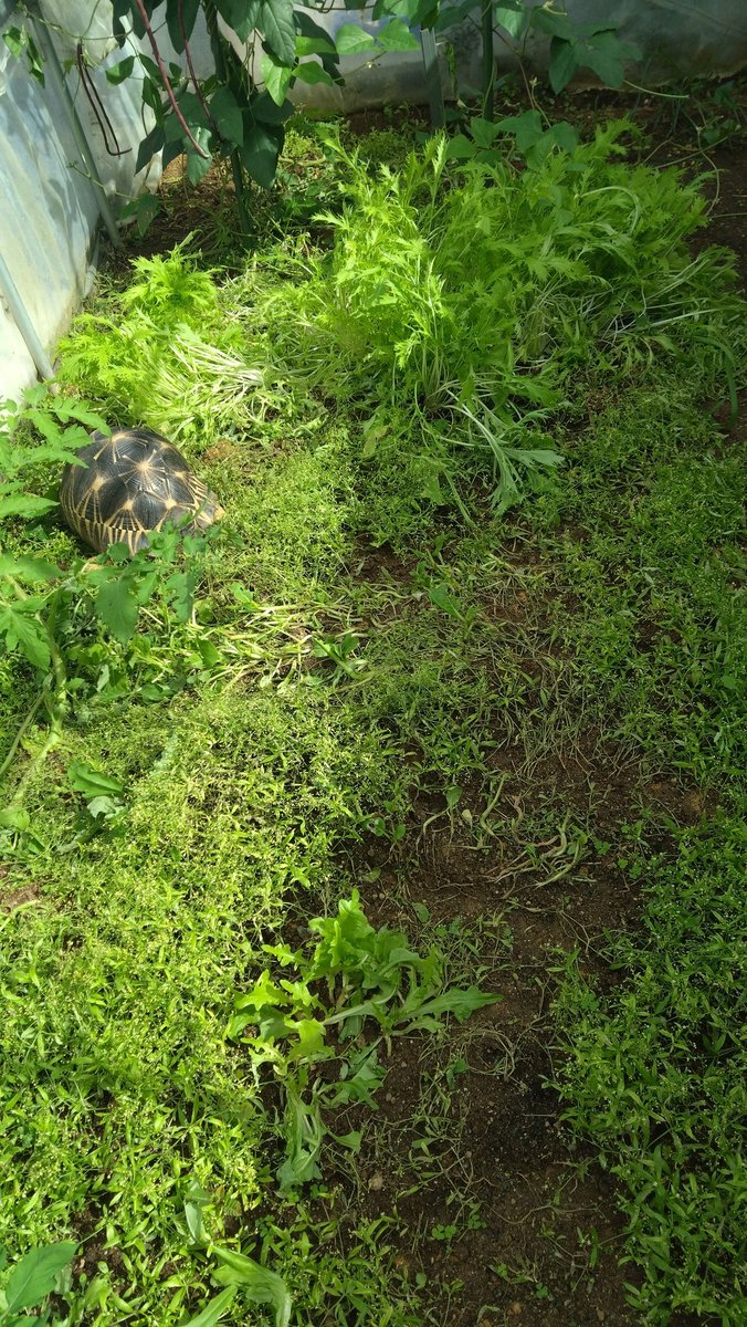 カメに蹂躙された家庭菜園
1匹でこれなので、追加にはかなり慎重になっております
