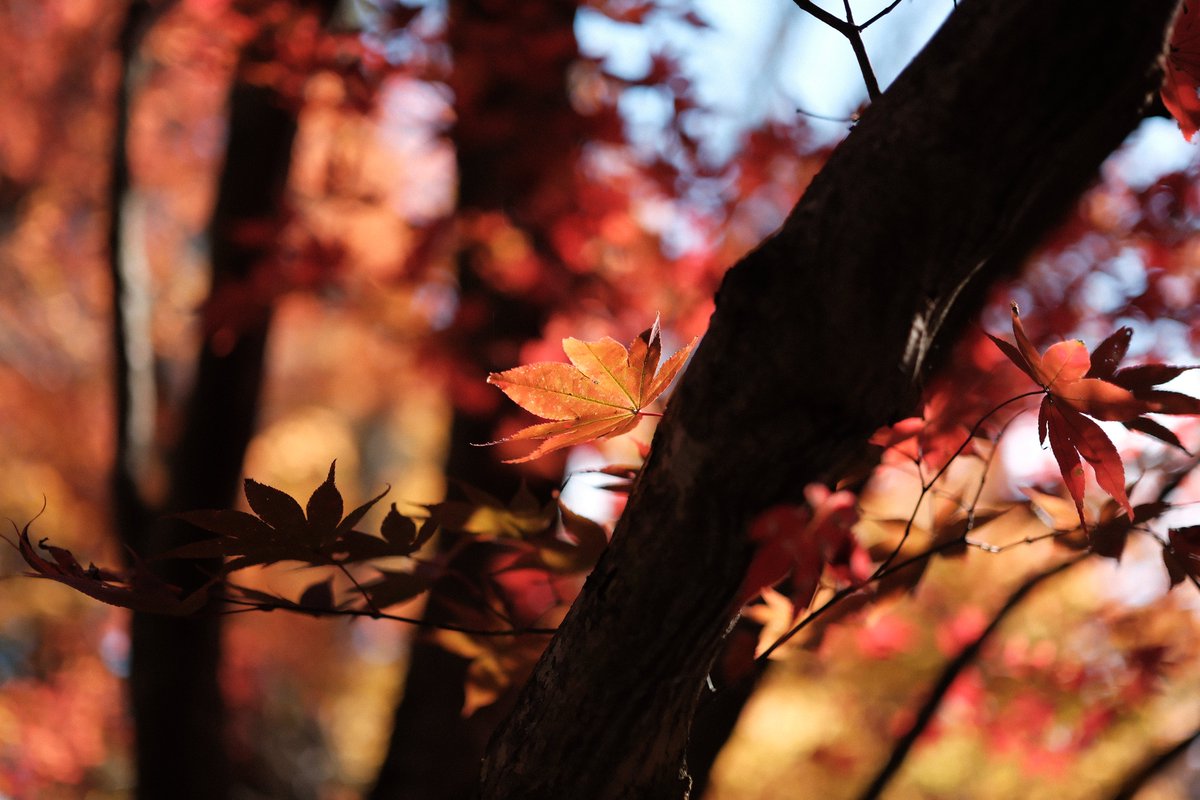 2025.11.16 榛原 鳥見山公園 FUJIFILM/X-T5 XF33mF1.4 R LM WR