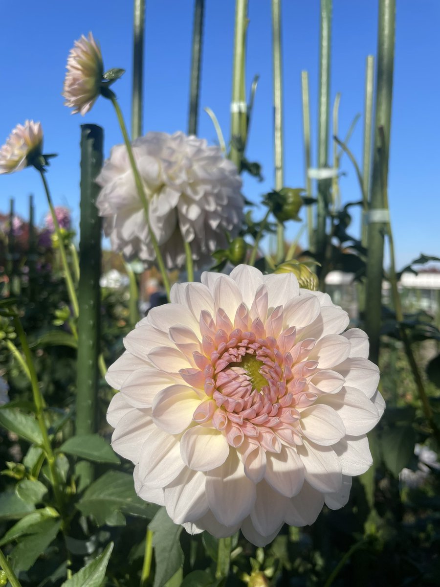MareeM_05's tweet image. Beautiful Japanese autumn—dahlias and vibrant fall leaves.
A quick walk in my local park totally reset my mind today 😃
#JapaneseAutumn 
#FallColor
日本の美しい秋。ダリアの花と紅葉に心がほぐれた一日。
近くの公園の景色に癒されました🍁
#ダリア #紅葉