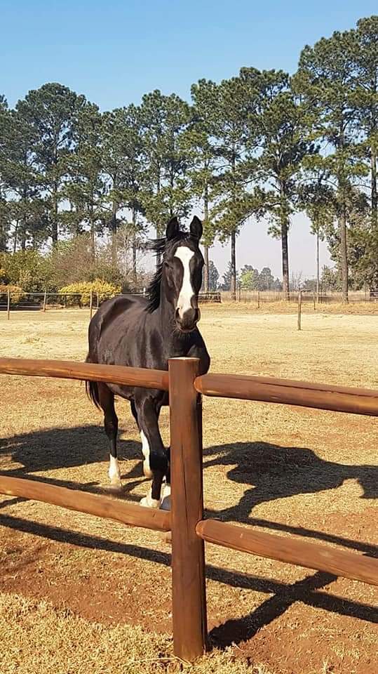 Timberstone7's tweet image. Post and rail fencing and gates - mailchi.mp/timbermoulding…