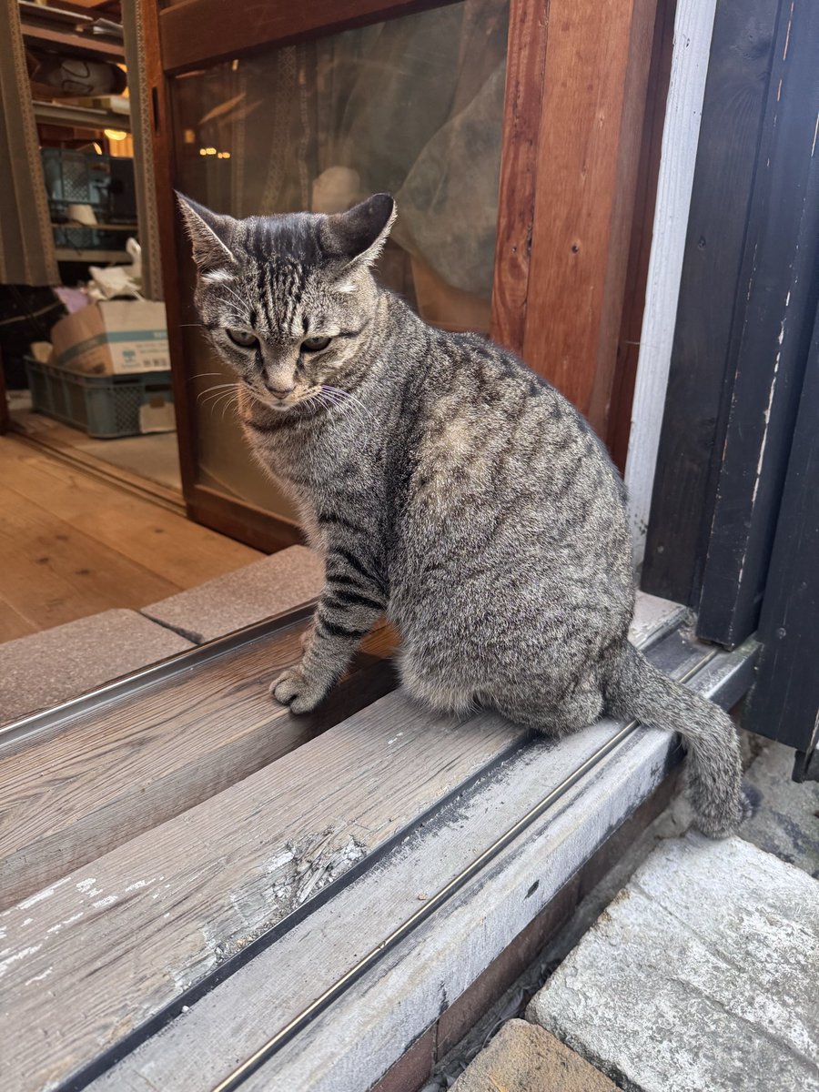 Post by かいさ on X: 猫吸いした🤤