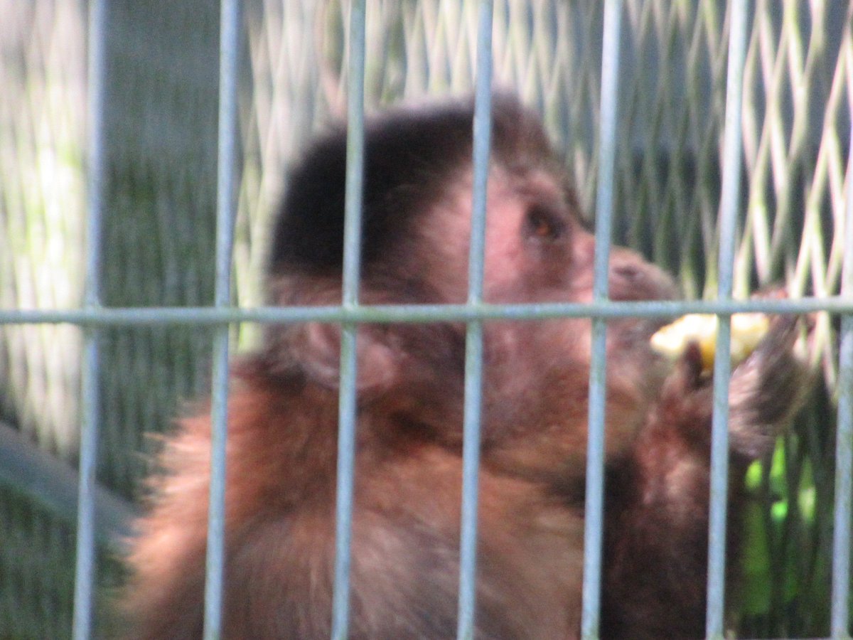 kVWsa4sNlzZr1KK's tweet image. #フサオマキザル の、#まちこ
うまく撮れたと思ったけど…ピンボケ💦
撮影の難易度、高めかも。
2025/11/016
#沖縄
#動物園
#沖縄こどもの国