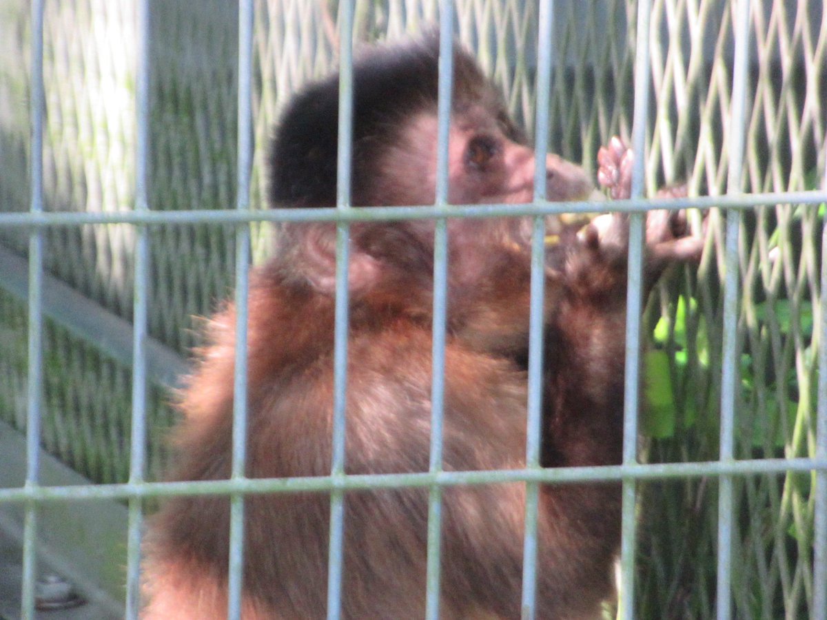 kVWsa4sNlzZr1KK's tweet image. #フサオマキザル の、#まちこ
うまく撮れたと思ったけど…ピンボケ💦
撮影の難易度、高めかも。
2025/11/016
#沖縄
#動物園
#沖縄こどもの国