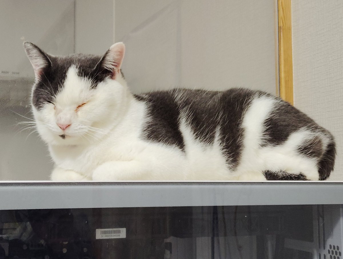 Post by 阿久津修司on X: 眠り猫