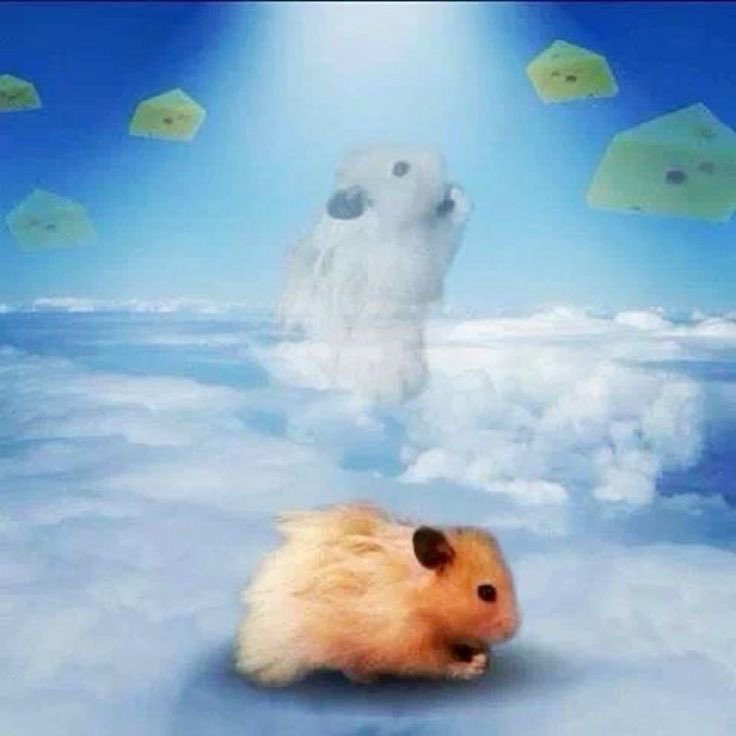 anci_ci's tweet image. The Internet is jammed in my city 
Bro I’m just trying to survive 
Damn when can I escape from this country