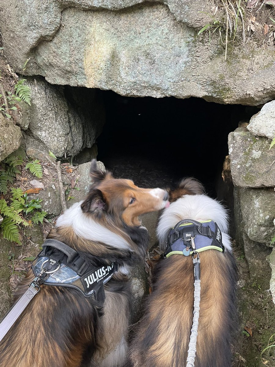 Sheltie_takeru's tweet photo. 河南町にある近つ飛鳥風土記の丘に行ってきたよー！一須賀古墳群、紅葉も少しある！
古墳がいっぱい間近でみれる！すごい！
自然がいっぱいで、アップダウンもあり、なかなか良い散歩コースになった！
明日は筋肉痛〜　#シェルティ #犬好きな人と繋がりたい #河南町 #シェットランドシープドッグ https://t.co/kShO655vEn