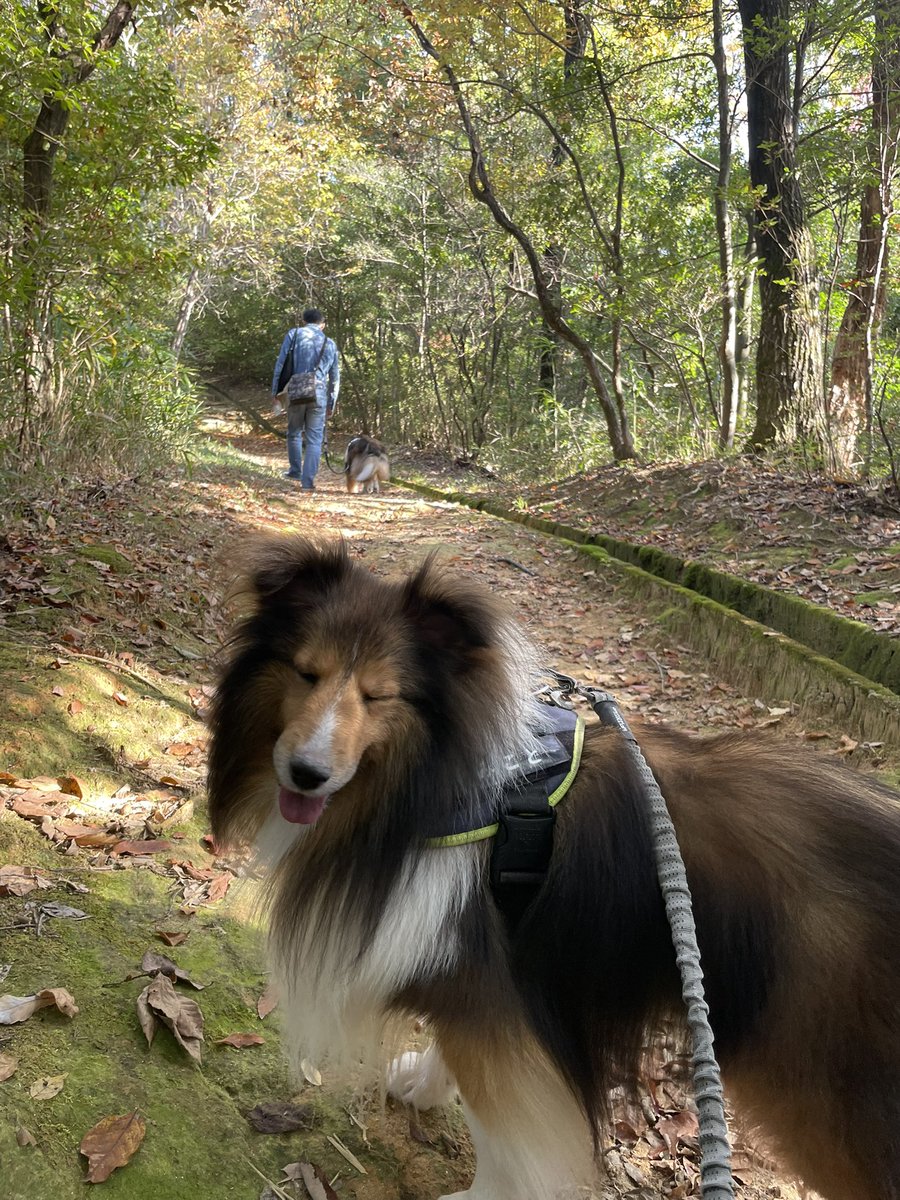 Sheltie_takeru's tweet photo. 河南町にある近つ飛鳥風土記の丘に行ってきたよー！一須賀古墳群、紅葉も少しある！
古墳がいっぱい間近でみれる！すごい！
自然がいっぱいで、アップダウンもあり、なかなか良い散歩コースになった！
明日は筋肉痛〜　#シェルティ #犬好きな人と繋がりたい #河南町 #シェットランドシープドッグ https://t.co/kShO655vEn