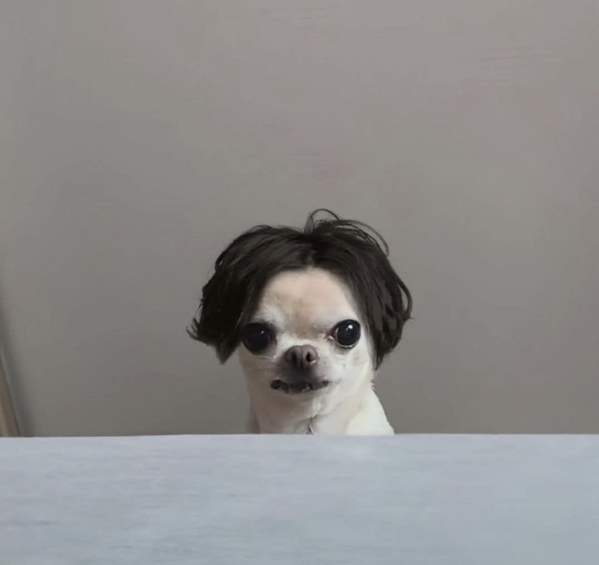 raccoonesthetic's tweet image. 