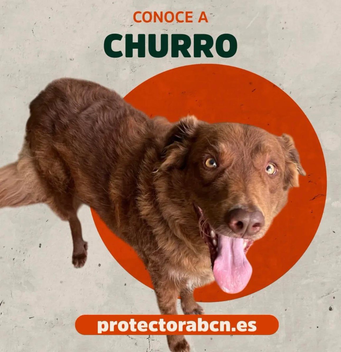 J_Zaragoza_'s tweet image. Se llama Churro
Es cariñoso y noble pero necesita paciencia al principio No es de extrañar que desconfíe de los humanos, ha sufrido mucho
Necesita un entorno tranquilo sin otros perros ni niños pequeños
Conócelo protectorabcn.es
#AdoptaNoCompres