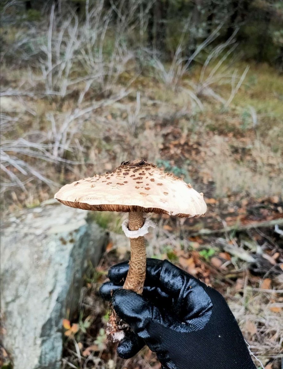 Gidilen mesafe 90 km
İrezillik diz boyu
Bulunan mantar 1
Zevk 1000000