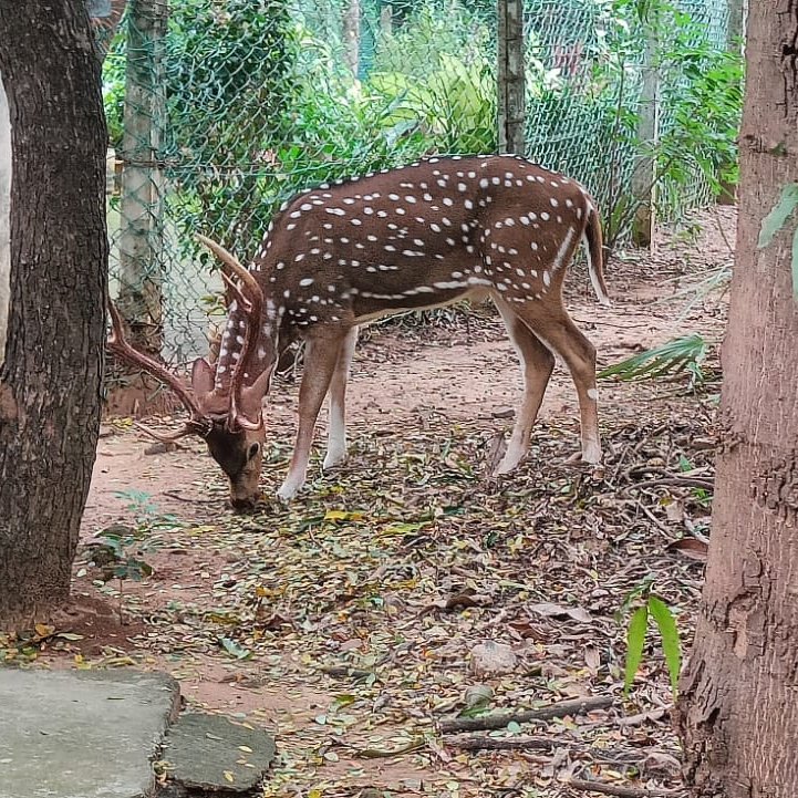 _Alpha_45's tweet photo. 𝐀𝐟𝐭𝐞𝐫 𝐚 𝐥𝐨𝐧𝐠 𝐭𝐢𝐦𝐞, 𝐬𝐩𝐞𝐧𝐭 𝐬𝐨𝐦𝐞 𝐭𝐢𝐦𝐞 𝐰𝐢𝐭𝐡 𝐭𝐡𝐞 𝐜𝐮𝐭𝐞 𝐝𝐞𝐞𝐫 𝐚𝐭 𝐭𝐡𝐞 𝐈𝐈𝐓 𝐌𝐚𝐝𝐫𝐚𝐬 𝐜𝐚𝐦𝐩𝐮𝐬.​

Yes, I was there for the IITM Paradox team meetup. But I'll be honest—those spotted deer stole the show first. https://t.co/oCxR9UFBHu