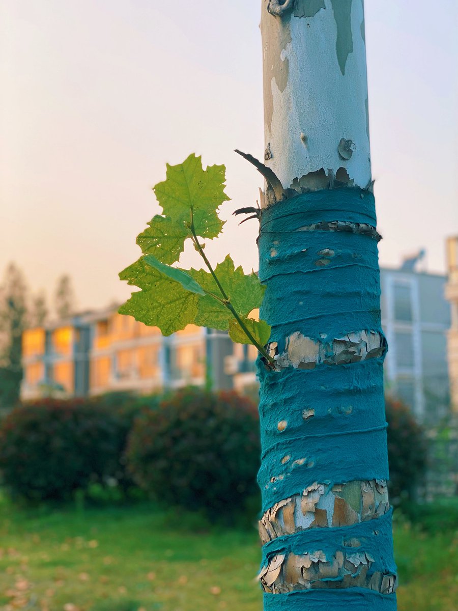 Lu (@lsdy1395188) on Twitter photo 