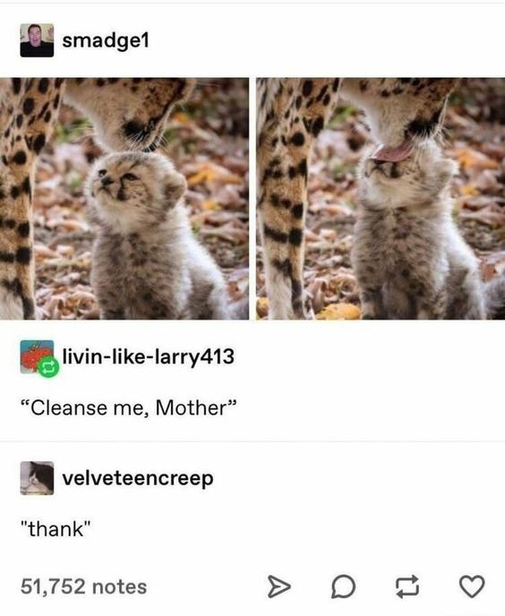 WholesomeMemes (@wholesomememe) on Twitter photo 