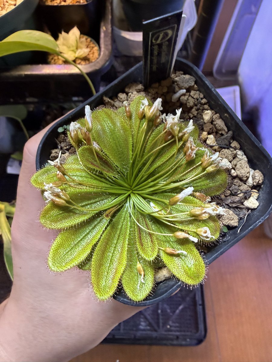 花盆 ちみら少し早すぎるぞ