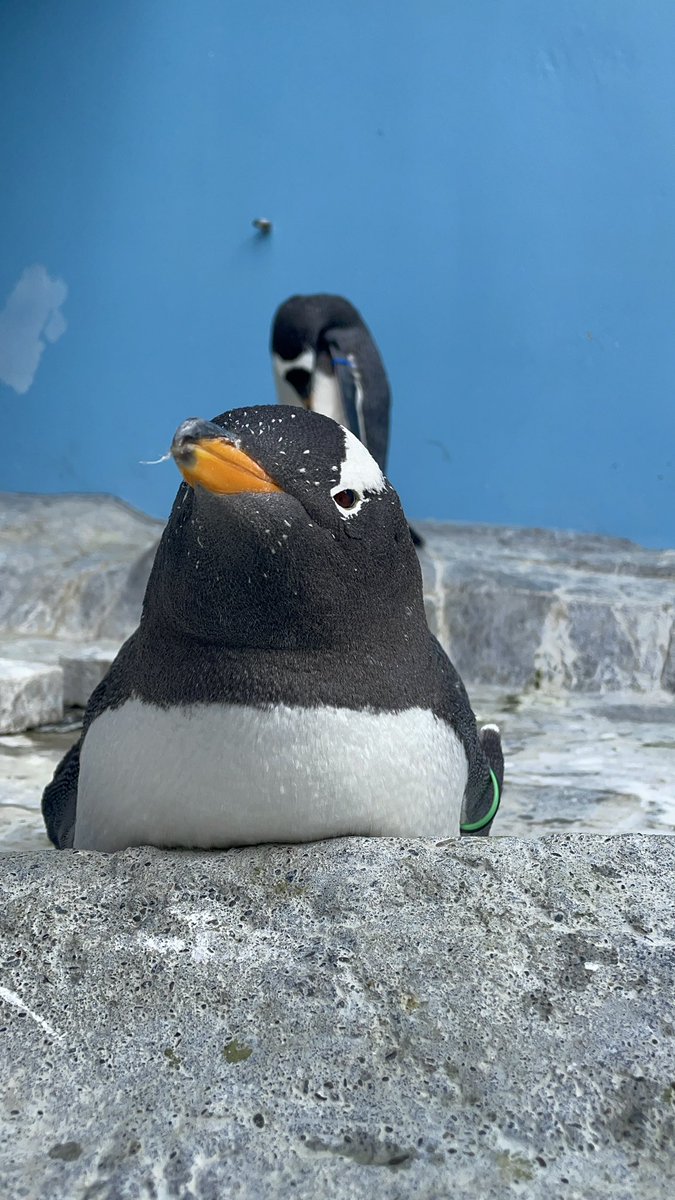 今日のペンギン館🐧 岩にもたれかかっていました! ジェンツーペンギン