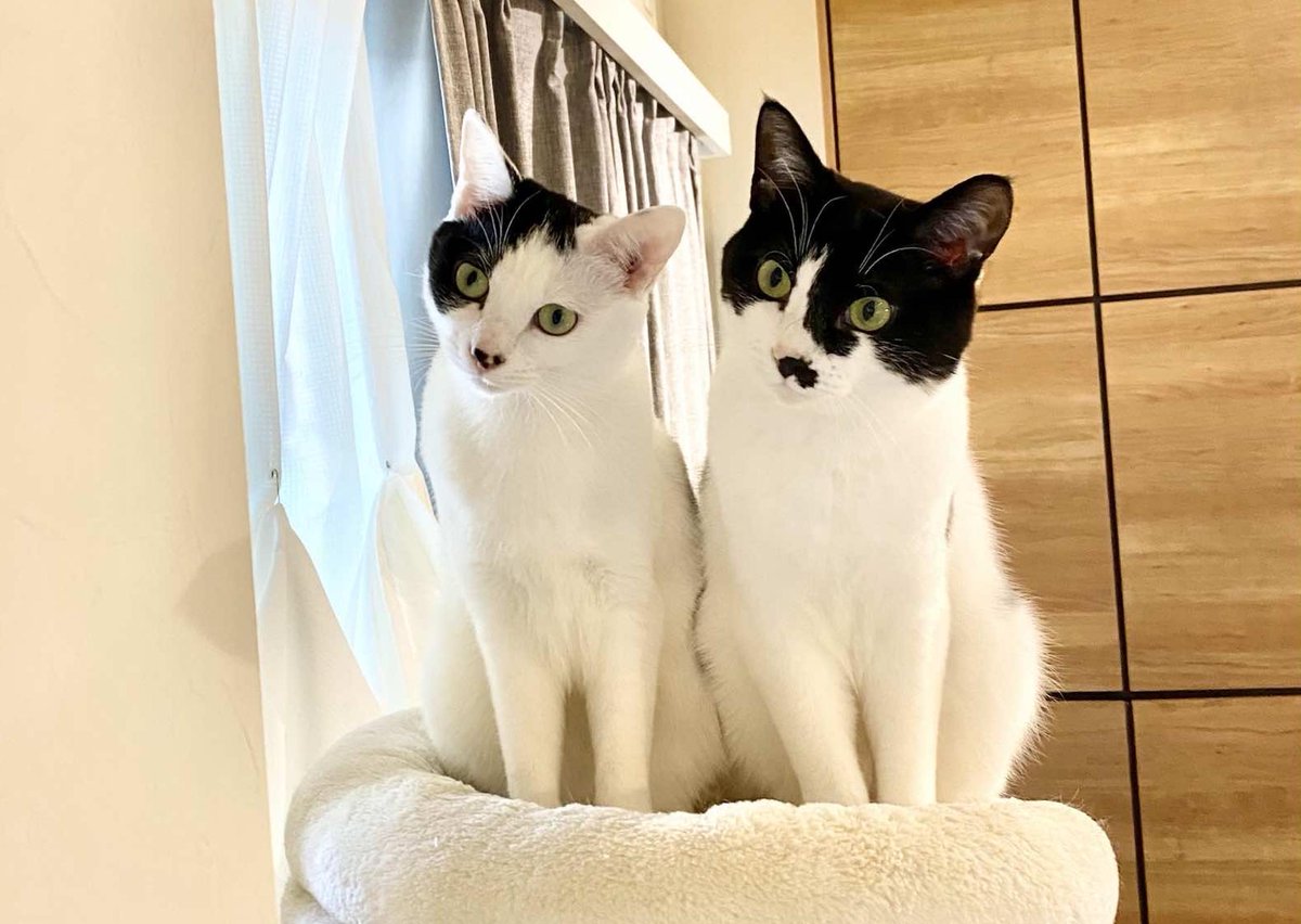 ManucciIsabelle's tweet image. こんにちは〜 今日は落ち着いてるけど作業がんばる💻！ 🍰