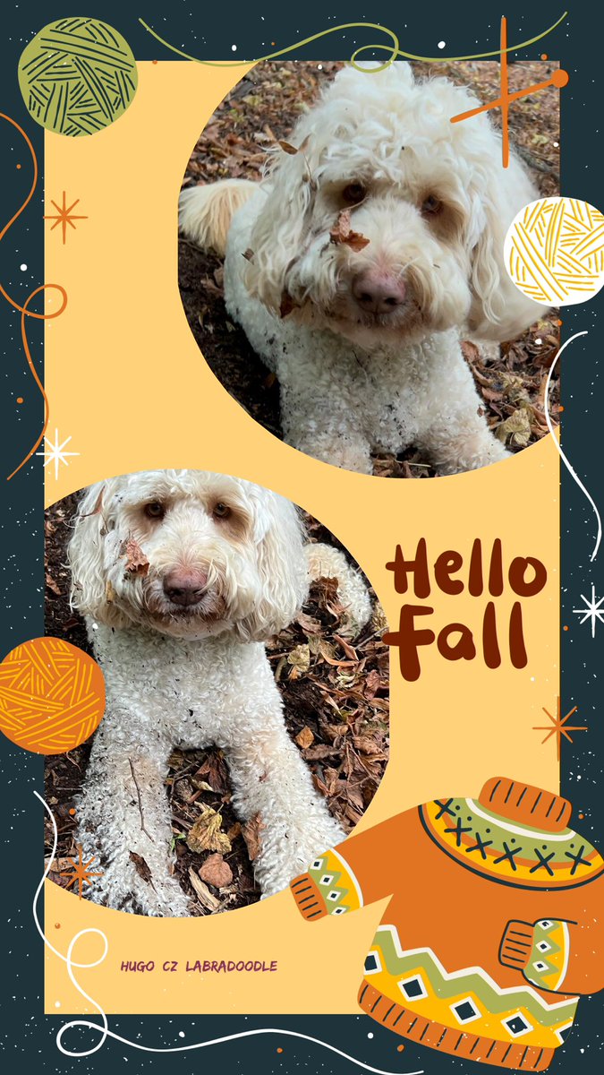 Pavel28124336's tweet image. 🍁 Listí patří k podzimu… a patří i ke mně! 😄🐾

#HelloFall #Labradoodle #Podzim #Dog #Autumn #HugoCZLabradoodle #list #pes