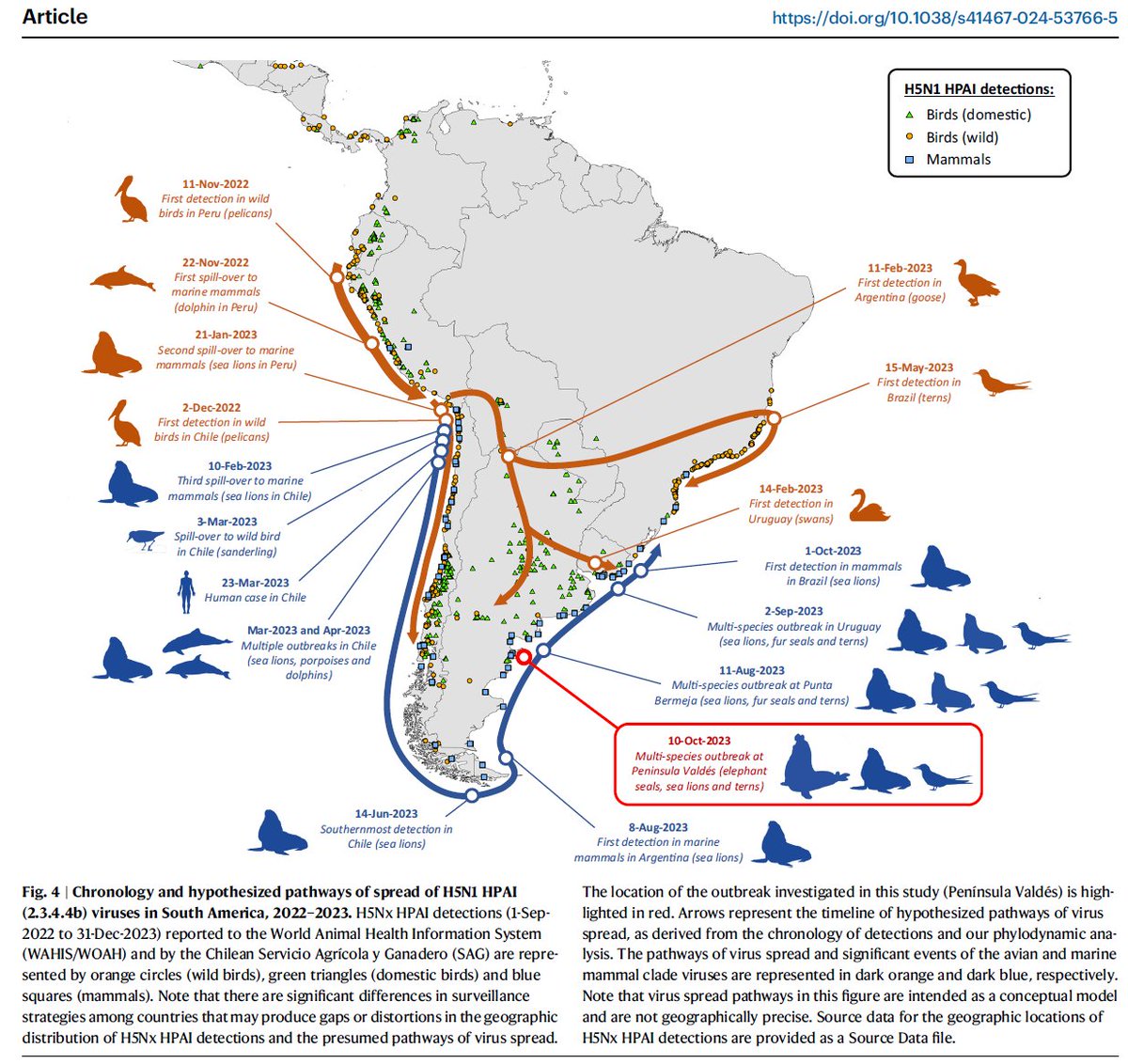 En los 70 nacían menos de 4000 crías al año.
Entrados los 2000 se van registrando unas 15000 crías. En 2022 unas 18000 (record). 
La tasa del crecimiento de la colonia era del 0,9% anual.
En 2023 mueren casi todas las crías por el virus.

Pero los negacionistas cierran los ojos.