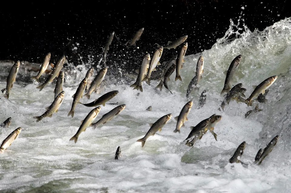🚨 New research from Goa shows #alarming #microplastic buildup in fish. Over 3,000 particles were found in species like anchovies and catfish many highly toxic. With communities relying on these waters for food, scientists warn this pollution threatens nutrition, and immunity..