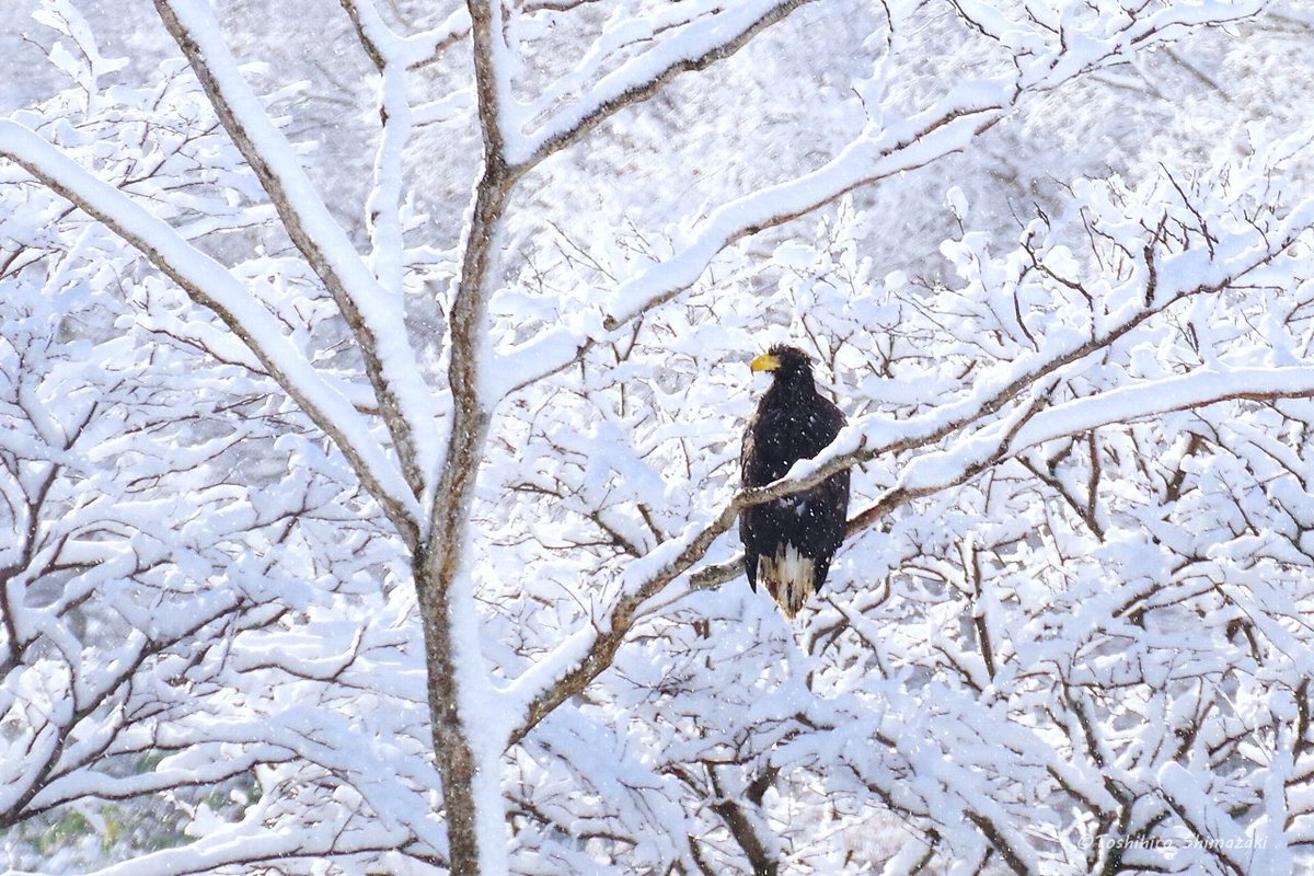 polaris_guides's tweet image. 【冬の生き物との出会いを楽しむ🌈】

近頃はだいぶ #オオワシ が渡ってきているようで日常的に出会えるようになってきました。

フサフサとした冬毛が温かそうな #キタキツネ の姿や港の中の可愛い #シノリガモ たちも見掛けます☺

#北海道 #幌延 #利尻礼文サロベツ国立公園 #ゴマフアザラシ #稚内