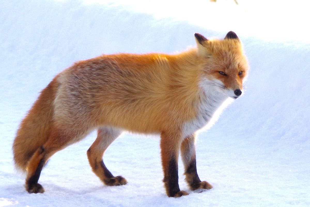 polaris_guides's tweet image. 【冬の生き物との出会いを楽しむ🌈】

近頃はだいぶ #オオワシ が渡ってきているようで日常的に出会えるようになってきました。

フサフサとした冬毛が温かそうな #キタキツネ の姿や港の中の可愛い #シノリガモ たちも見掛けます☺

#北海道 #幌延 #利尻礼文サロベツ国立公園 #ゴマフアザラシ #稚内