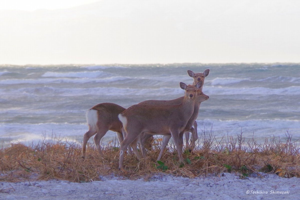 polaris_guides's tweet image. 【冬の生き物との出会いを楽しむ🌈】

近頃はだいぶ #オオワシ が渡ってきているようで日常的に出会えるようになってきました。

フサフサとした冬毛が温かそうな #キタキツネ の姿や港の中の可愛い #シノリガモ たちも見掛けます☺

#北海道 #幌延 #利尻礼文サロベツ国立公園 #ゴマフアザラシ #稚内