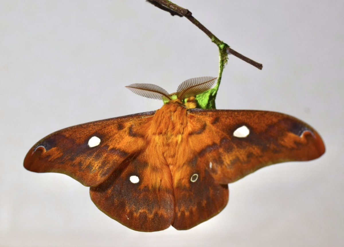 weaponshouwa's tweet image. 秋を終わらせに来るウスタビガ。
何か食べさせてあげたいけど、口がないそうで。