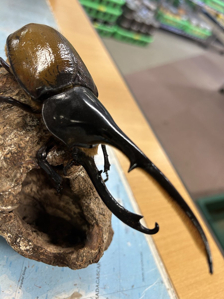 くわかぶプラネット (@kuwakabuplanet) / Posts / X