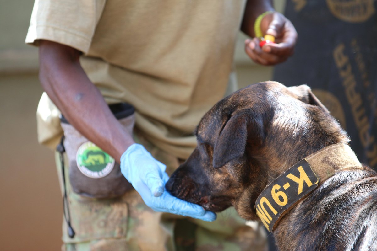 Dogs4Wildlife tweet media