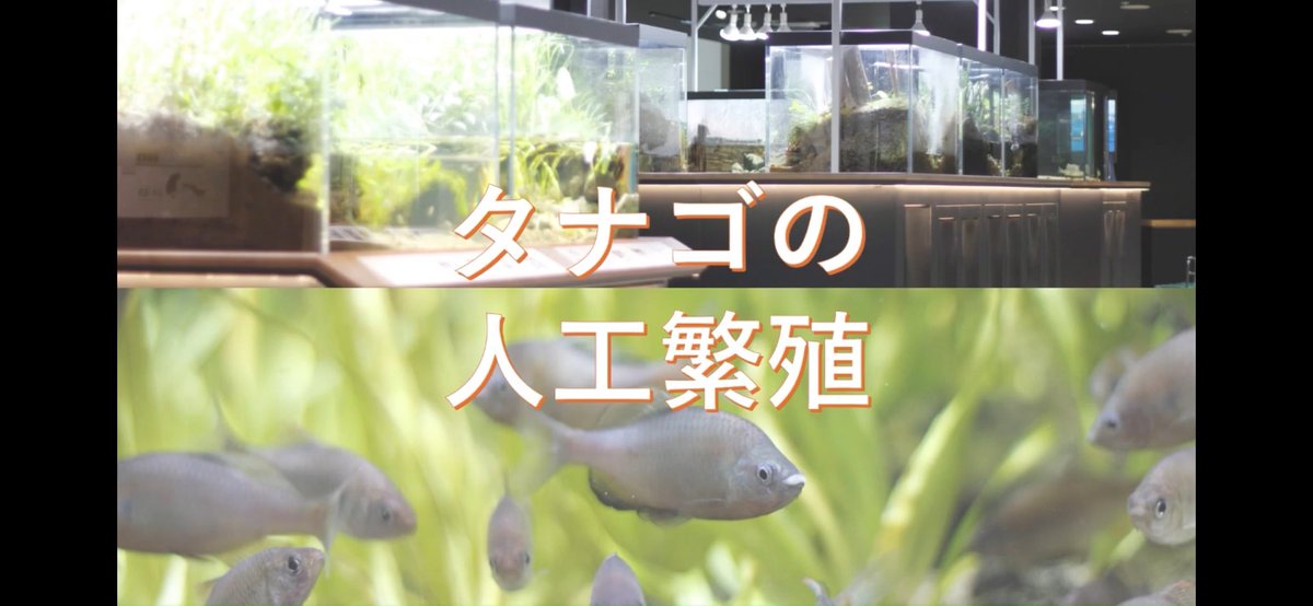 タナゴ