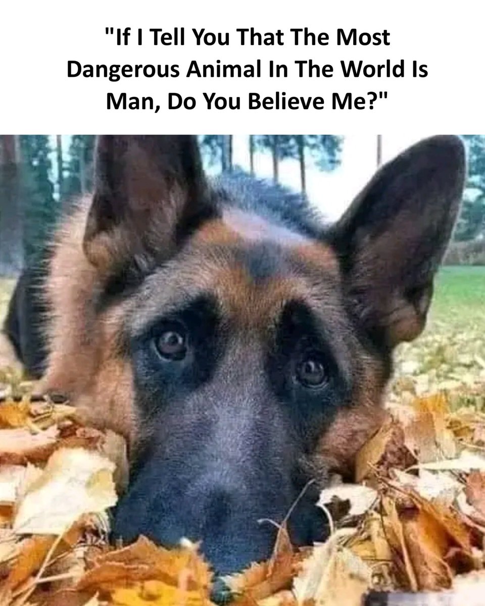 Dog Lovers tweet media