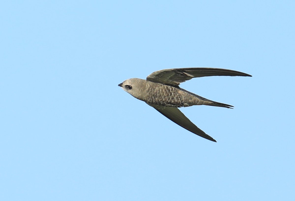 KinnockPaul's tweet image. Pallid swift these swift are very fast to photograph in flight with the big canon 600mm 
#swift #uae #bird #birds #saveourswift #myfirstbirdoftheday #birdsseenin2025 #birding #birdwatching #birds_captures #birdselite