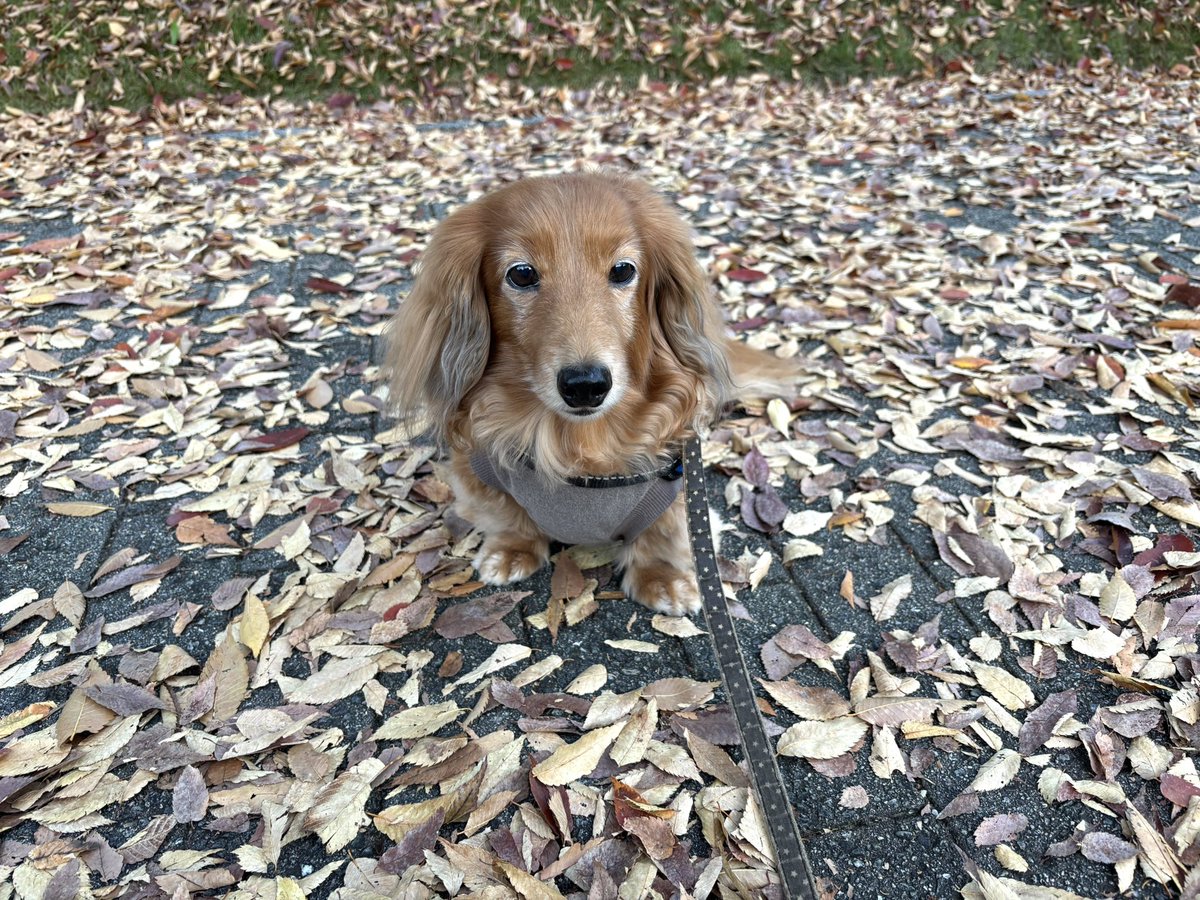 tibi_makiusa's tweet image. 11月16日16時頃、近くの大きな公園に落ち葉の絨毯ができてたよ🍂
#犬好きさんと繋がりたい