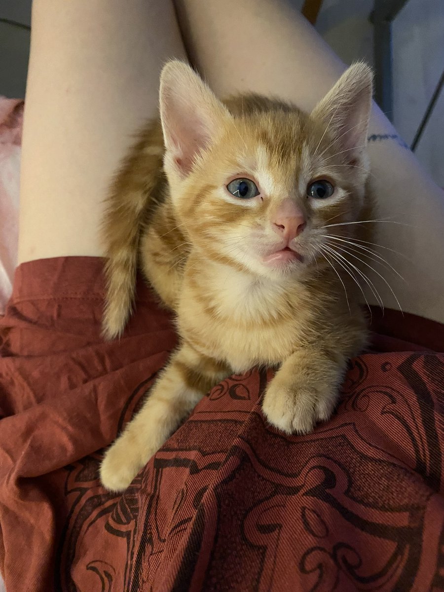stella_fatale's tweet photo. Quand mon Rio était petit il fessait la taille d’une pièce de 2 euros 🥹 #cat #chaton #mignon #bebechat #CatsLover https://t.co/RN9tkIJQQn