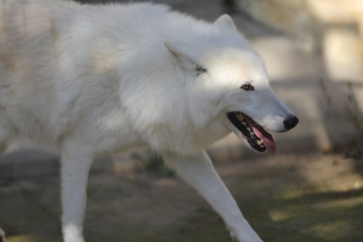 📷2025.11.16 #東山動植物園 #シンリンオオカミ #リン