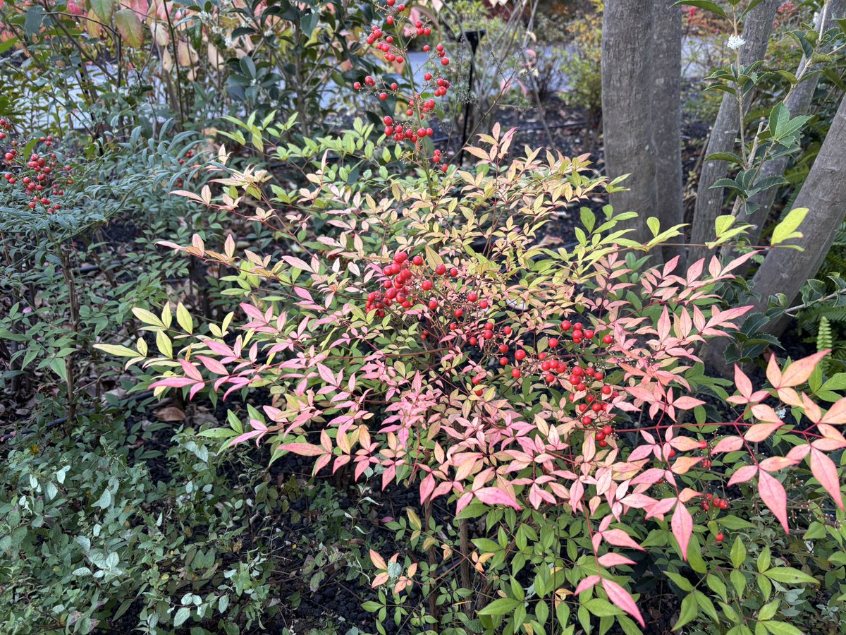 紅葉を探しにグラングリーン大阪へ

長く生きていると、毎年紅葉がきれいなわけではないことを知ってる。今年はきれいな年かな、そういうのもうれしい