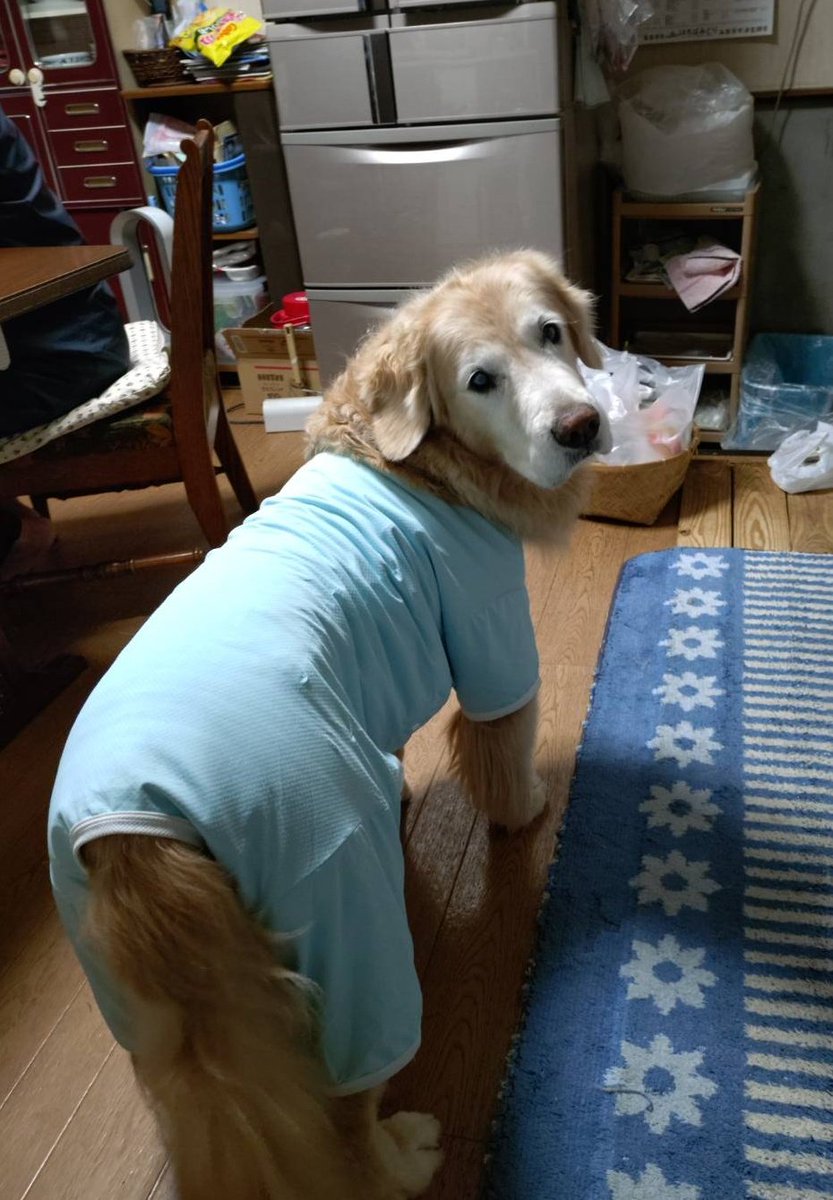 THE DOGアートリストコレクション/ゴールデンレトリバー ポータブル温冷蔵庫 2026年（令和8年）卓上カレンダー ラブラドール・レトリーバー