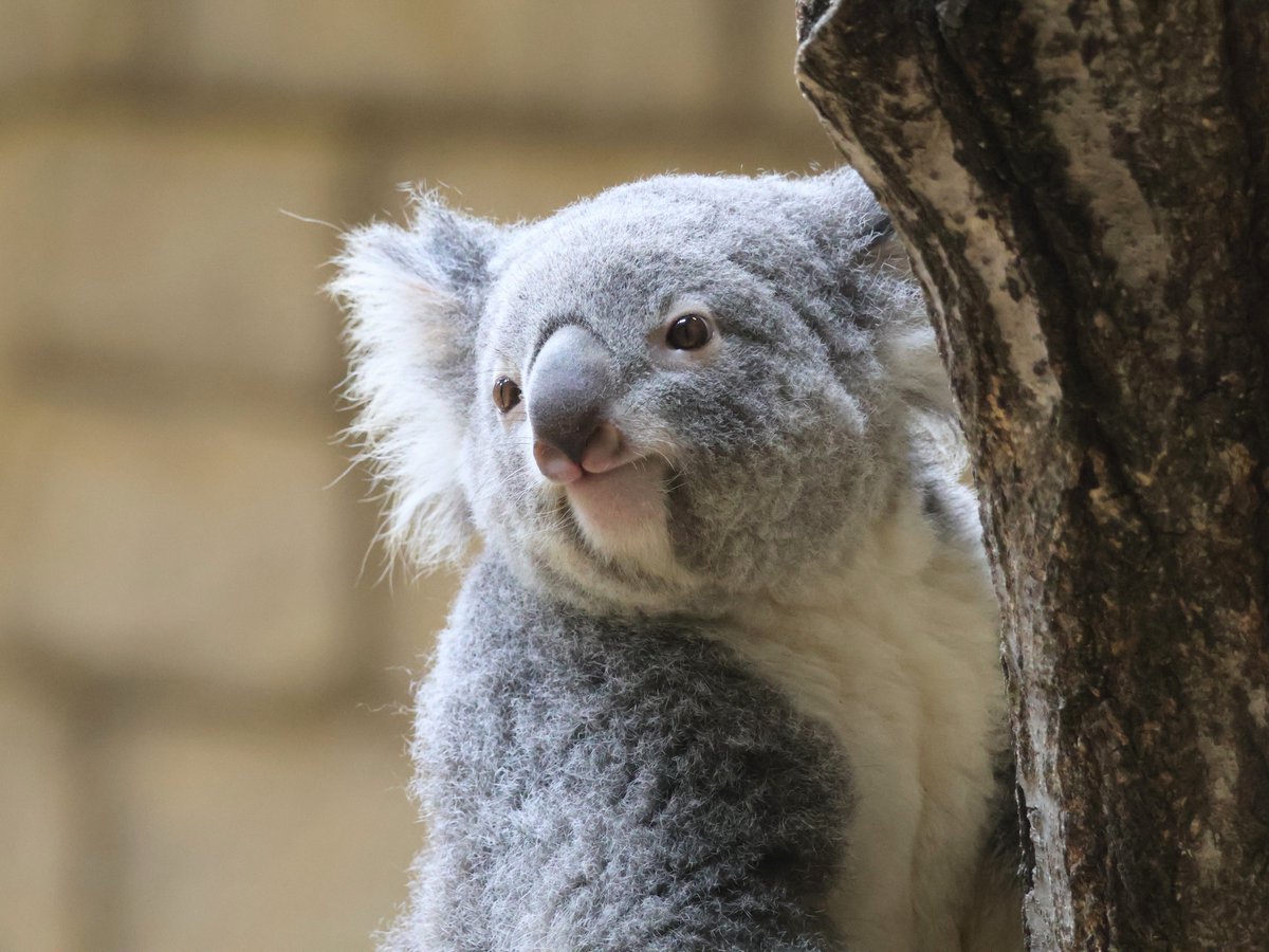 見上げるおもちちゃん🐨🍡 📷2025.11 #東山動植物園 #コアラ #おもち